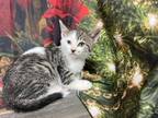 Adopt Carter a Brown Tabby Domestic Shorthair (short coat) cat in New Milford