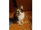 Adopt Teroso a Calico or Dilute Calico Calico (long coat) cat in Cut Bank