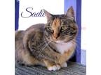 Adopt Sadie a Calico / Mixed cat in St. George, UT (33625517)