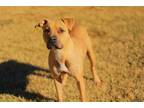 Adopt a Tan/Yellow/Fawn - with White American Pit Bull Terrier / Mixed dog in