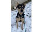 Adopt Major a Black Rottweiler / Shepherd (Unknown Type) / Mixed dog in South