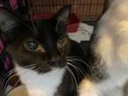 Adopt 21-2703 a Domestic Shorthair / Mixed (short coat) cat in Darlington