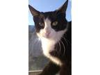 Adopt Katie a Black & White or Tuxedo Domestic Shorthair (short coat) cat in