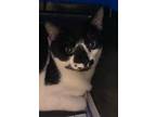 Adopt Picasso a Black & White or Tuxedo Domestic Shorthair (short coat) cat in