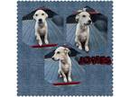 Adopt Jones a Tan/Yellow/Fawn Mixed Breed (Medium) / Mixed dog in El Dorado