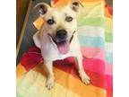 Adopt Decker a Tan/Yellow/Fawn Pit Bull Terrier / Mixed dog in Huntsville