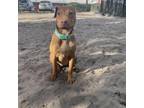 Adopt Iris a Brown/Chocolate Black Mouth Cur / Mixed dog in Gainesville