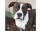 Adopt STAN THE MAN a Brindle Boxer / Mixed dog in Pt. Richmond, CA (33624040)