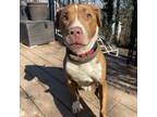 Adopt Chloe a Tan/Yellow/Fawn American Pit Bull Terrier / Boxer / Mixed dog in