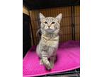 Adopt Blair a American Shorthair / Mixed (short coat) cat in Van Wert