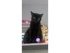 Adopt Mango a All Black Bombay / Mixed (short coat) cat in Compton
