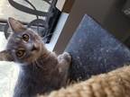 Adopt Chuck and Lucy in the house! a Gray or Blue Russian Blue / Mixed (short