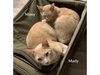 Adopt Missy and Marly - bonded pair (Courtesy Post) a Orange or Red Domestic