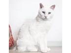 Adopt Catalina a White Manx / Mixed cat in American Fork, UT (33623313)