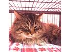 Adopt Thor a Brown or Chocolate Domestic Longhair / Mixed cat in Moose Jaw