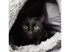 Adopt Bart a All Black Domestic Shorthair / Mixed cat in Moose Jaw