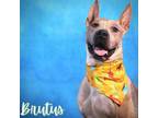 Adopt Brutus a Tan/Yellow/Fawn Shar Pei / Boxer / Mixed dog in San Antonio