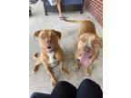 Adopt Ruby a Red/Golden/Orange/Chestnut - with White American Pit Bull Terrier /