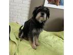 Adopt Tucker a Black - with White Terrier (Unknown Type, Medium) / Mixed dog in