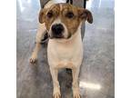 Adopt Woody a Brindle Hound (Unknown Type) / Mountain Cur / Mixed dog in