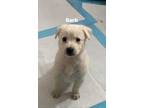 Adopt Barb a White Labrador Retriever / Mixed dog in West St.