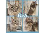 Adopt Cash a Gray or Blue Domestic Longhair / Mixed cat in Cartersville