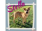 Adopt Stella (Puppy) a Brown/Chocolate German Shepherd Dog dog in Orange