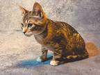 Adopt Reed Richards a Gray, Blue or Silver Tabby Domestic Shorthair / Mixed