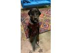 Adopt Obie a Black - with Tan, Yellow or Fawn Doberman Pinscher / Mixed dog in