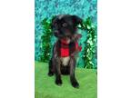 Adopt Milo a Black - with Gray or Silver Schnauzer (Miniature) / Terrier