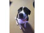 Adopt Diamond a White - with Black American Pit Bull Terrier / Border Collie /