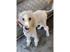 Adopt Susie a White Standard Poodle / Mixed dog in Newport, NC (33622388)