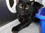 Adopt BOSTON a All Black Domestic Shorthair / Mixed (short coat) cat in