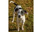 Adopt Arlen a White - with Black Jack Russell Terrier / Mixed Breed (Small) /