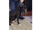 Adopt Roscoe a Black - with White American Pit Bull Terrier / Mixed dog in
