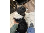 Adopt Baby a Black - with White Australian Shepherd / Mixed dog in Rogers