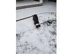 Adopt Kaido a Black - with White Border Collie / Mixed dog in Kansas City