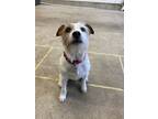 Adopt Piper a White - with Red, Golden, Orange or Chestnut Jack Russell Terrier