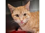Adopt Harris a Orange or Red Domestic Shorthair / Mixed cat in Sedalia