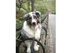 Adopt Cedar a Merle Australian Shepherd / Mixed dog in New York, NY (33585903)
