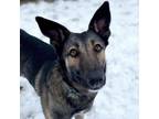 Adopt Jewel a Brown/Chocolate - with Black German Shepherd Dog / Mixed dog in