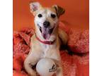 Adopt Al a Tan/Yellow/Fawn Mixed Breed (Medium) / Mixed dog in Washington