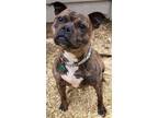 Adopt Parsnip *LIVED WITH CATS* a Brindle Staffordshire Bull Terrier / Pit Bull