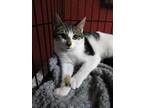 Adopt Z Kitten Tommy* a White (Mostly) Domestic Mediumhair / Mixed (medium coat)