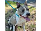 Adopt Reba a Gray/Silver/Salt & Pepper - with Black Pit Bull Terrier / Mixed dog