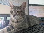 Adopt Brina a Gray, Blue or Silver Tabby Domestic Shorthair (short coat) cat in