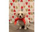 Adopt Sadie a Tan/Yellow/Fawn Beagle / Collie / Mixed dog in Phoenix
