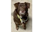 Adopt Habanero a Brown/Chocolate Mixed Breed (Small) / Mixed dog in Eugene