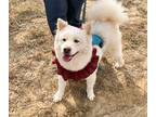 Adopt Yeola a White Samoyed / Mixed dog in toronto, ON (33621287)
