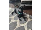 Adopt Sniper a Black Miniature Pinscher / Mixed dog in Phoenix, MD (33621469)